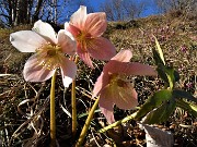 20 Ellebori rosa in fiore sul sentiero